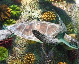 SEA LIFE Melbourne Aquarium - Attractions Brisbane 5