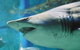 SEA LIFE Melbourne Aquarium - thumb 8