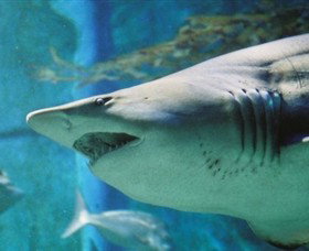 SEA LIFE Melbourne Aquarium - Attractions Brisbane 8