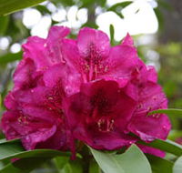 Campbell Rhododendron Gardens - Attractions Brisbane