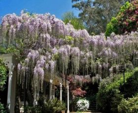 Nooroo Gardens - Attractions Brisbane 0