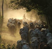 Springvale Horse Treks - Attractions Brisbane