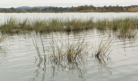 Lagoon Circuit Walking Track - Attractions Brisbane 3