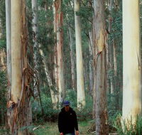 Blue Gum Forest - Attractions Brisbane