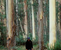 Blue Gum Forest