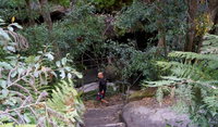 Leura Cascades Fern Bower