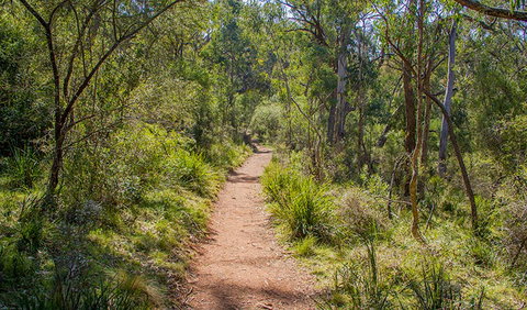 Mares Forest Creek Walking Track - Attractions Brisbane 0
