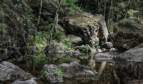 Mares Forest Creek Walking Track - Attractions Brisbane 1
