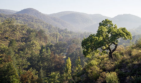 Mares Forest Creek Walking Track - Attractions Brisbane 3