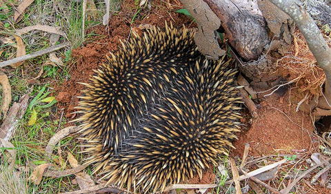 Wombeyan Waterfall Walking Track - Attractions Brisbane 2