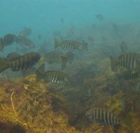 Bunurong Marine and Coastal Park - Attractions Brisbane