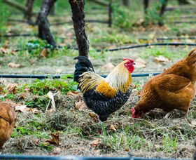 Lark Hill Biodynamic Winery - Attractions Brisbane 3