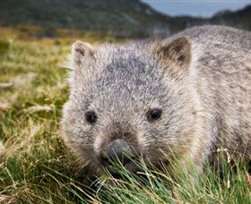 Kosciuszko National Park - Attractions Brisbane 1
