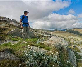 Kosciuszko National Park - Attractions Brisbane 3