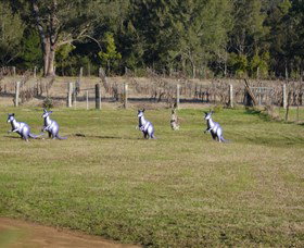 Wollombi Wines - Attractions Brisbane 5