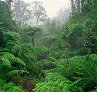 Tarra Bulga National Park - Attractions Brisbane