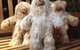Australian Alpaca Barn - Pokolbin - thumb 5