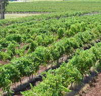 Pokolbin Brothers Wines Hunter Valley - Attractions Brisbane