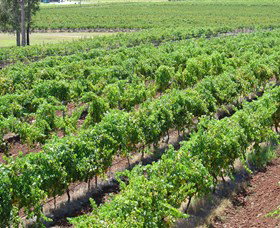 Pokolbin Brothers Wines Hunter Valley - Attractions Brisbane 0