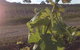Drayton's Family Wines - thumb 1