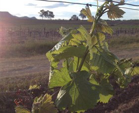 Drayton's Family Wines - Attractions Brisbane 1