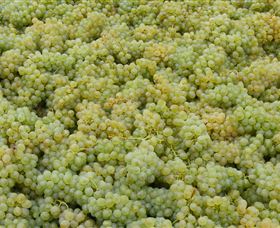 Normanby Wines Harrisville