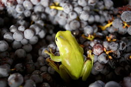 Normanby Wines - Attractions Brisbane 2