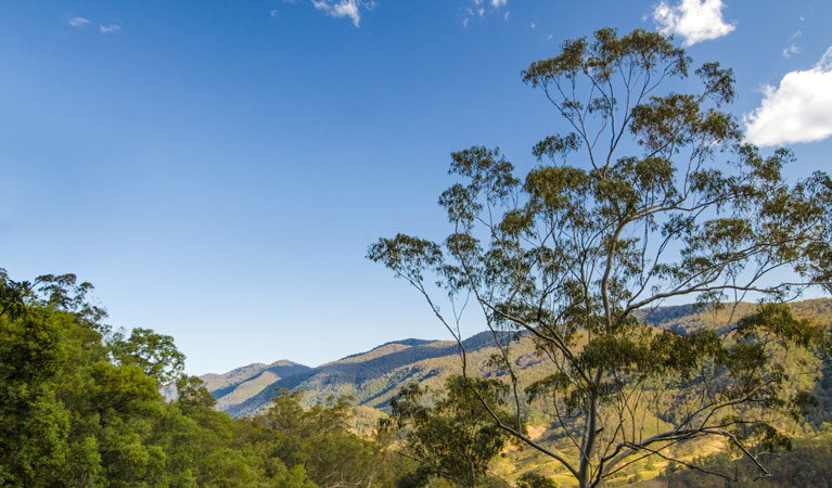 Dewitt NSW Attractions Brisbane