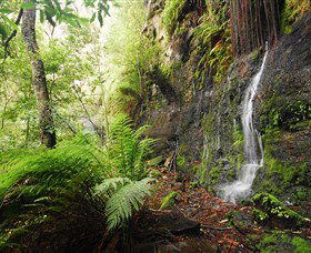 Fairy Bower Falls - Attractions Brisbane 2