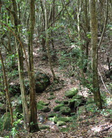 State Forests Of The Watagan Mountains - Attractions Brisbane 2