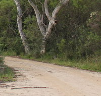 Riverview walking track - Attractions Brisbane