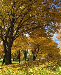 Centennial Park at Cooma
