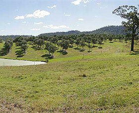 Bunna Bunoo Olive Grove - Attractions Brisbane 5