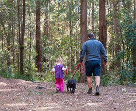 Olney State Forest - Watagan Mountains - Attractions Brisbane 0