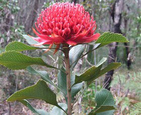Olney State Forest - Watagan Mountains - Attractions Brisbane 1