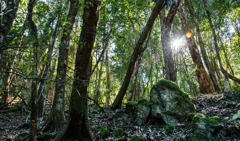 Copeland NSW Attractions Brisbane