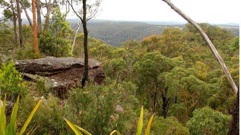 Popran National Park - Attractions Brisbane 3