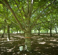 Sassafras Nuts - Attractions Brisbane