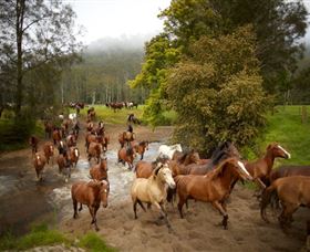 Glenworth Valley Horse Riding - Attractions Brisbane 0