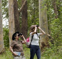 Chichester State Forest - Attractions Brisbane