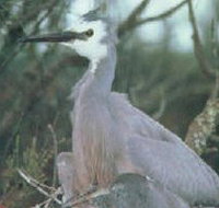 Jack Smith Lake State Game Reserve - Attractions Brisbane