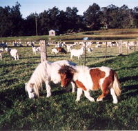 Trudgalong Farm - Attractions Brisbane