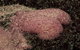 East Gippsland Wines - thumb 3