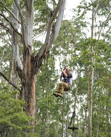 TreeTop Adventure Park Central Coast - Attractions Brisbane 2