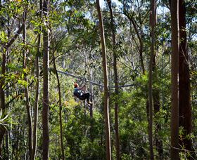 TreeTops Crazy Rider - Attractions Brisbane 3