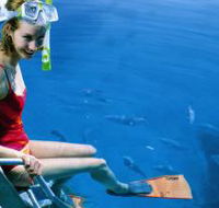 Roy Rufus Artificial Reef Dive Site - Attractions Brisbane