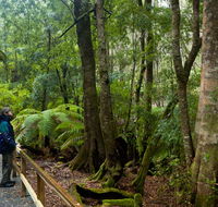 Monga National Park - Attractions Brisbane