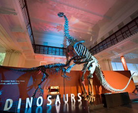 Australian Museum - Attractions Brisbane 0