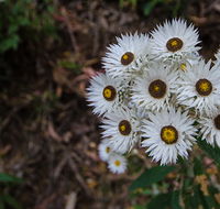 Hastings Forest Way touring route - Attractions Brisbane