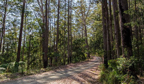Hastings Forest Way Touring Route - Attractions Brisbane 1